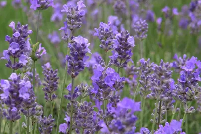 What Is The Most Popular English Lavender? .