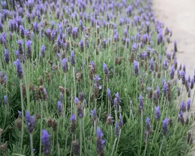 What Is The Most Popular French Lavender? .
