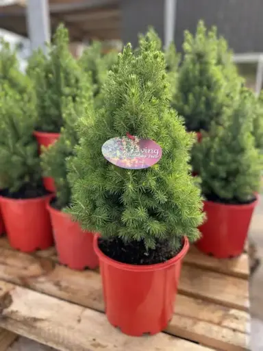 The Most Popular Mini-Christmas Tree.