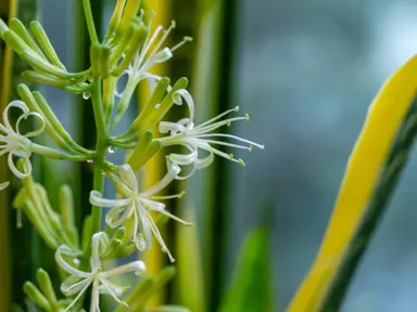 What Does Mother In Laws Tongue Flower Look Like?