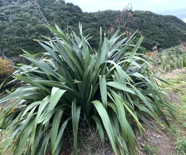 What is Mountain Flax?