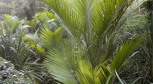 Can You Transplant A Nikau Palm? .