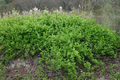  Muehlenbeckia Australis Information.