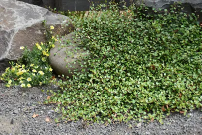 Muehlenbeckia Axillaris Information.