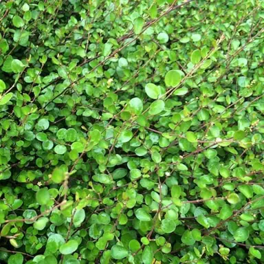 What Is The Common Name For Muehlenbeckia?