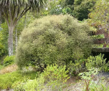 Can Muehlenbeckia Grow In Shade?