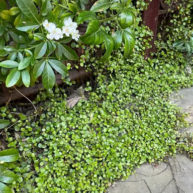 Is Muehlenbeckia Native To NZ?