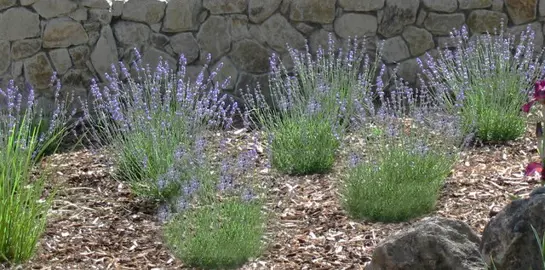 How To Mulch Around Lavenders.