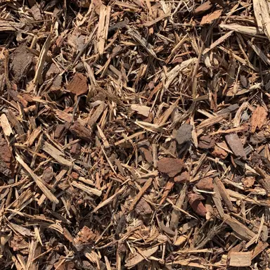 How To Mulch Around Lomandra.