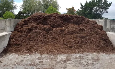 What Mulch To Use With Lilly Pilly’s?