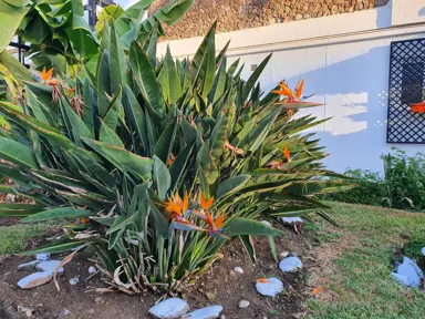 How to Multiply Bird Of Paradise Plants.