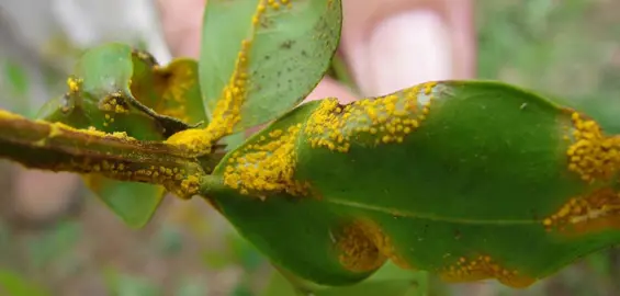 Myrtle Rust On Pohutukawa.