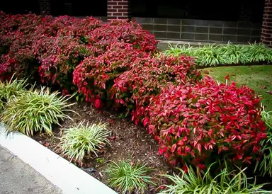 How To Care For Nandinas In Autumn.