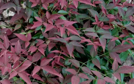 Nandina In The Plant Company’s Database.