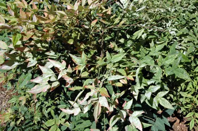 Nandina Diseases.