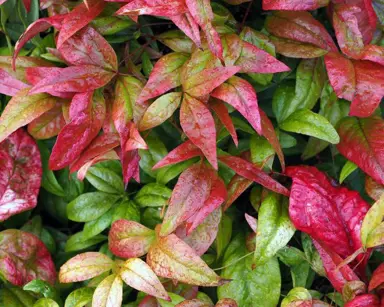 How Fast Do Nandinas Grow?