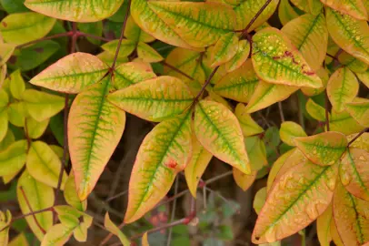 What Is Causing The Nandina Leaves To Yellow?