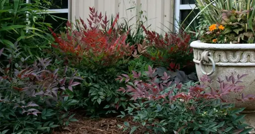 Nandina Variety Recommendations.