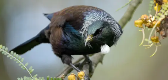 Native Plants That Attract Birds.