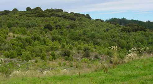 Native Revegetation.