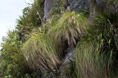 What Is The Natural Habitat Of The Chionochloa Flavicans?