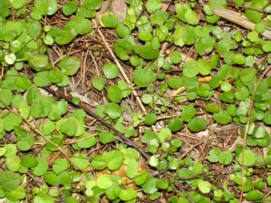 What Is The Natural Habitat Of Fuchsia Procumbens?