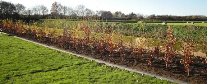 How To Care For A New Hedge.