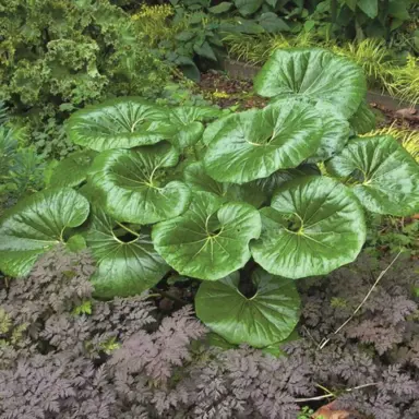 What Is The New Name For Ligularia?