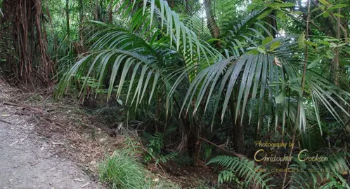 Nikau Palm Advice.