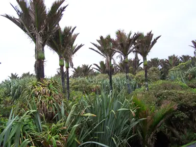 Nikau Palm Advice.
