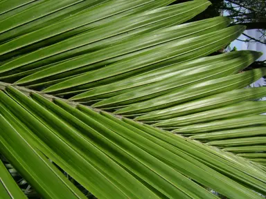 How To Care For Nikau Palms In Autumn.