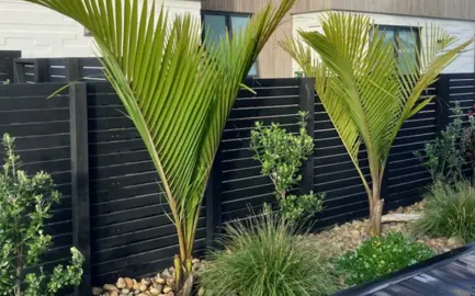 How To Care For Nikau Palms In Spring.