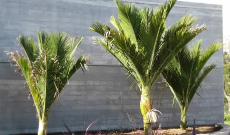 How To Care For Nikau Palms In Summer.