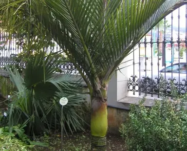 How To Care For Nikau Palms In Winter.