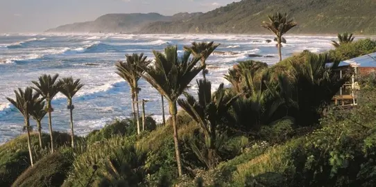 Can Nikau Palms Be Grown In Coastal Environments?