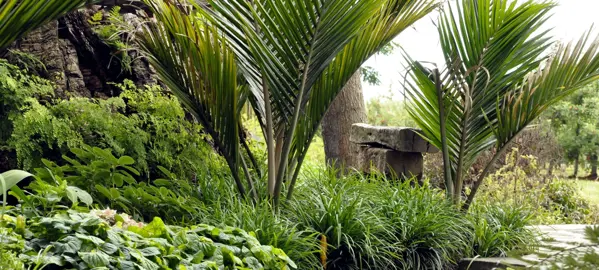 Design Ideas For Nikau Palms.