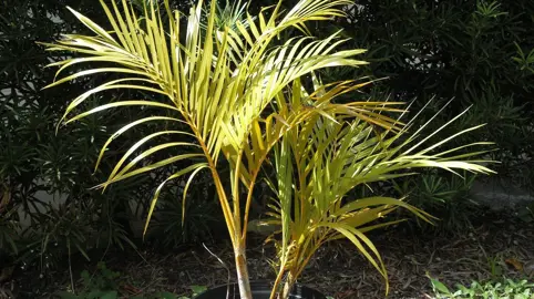 What Is Causing The Nikau Palm Leaves To Yellow?