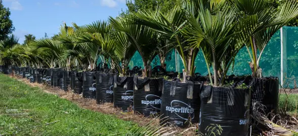 Nikau Palm Plants.