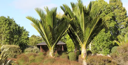 Nikau Palms.