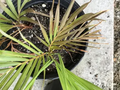 Root Rot In Nikau Palms.