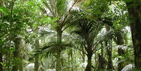 Are Nikau Palms Native to NZ?