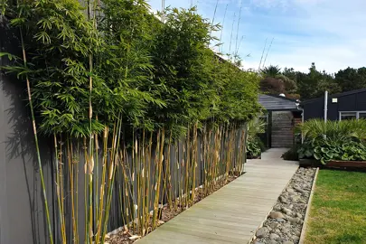 Clumping Bamboo Varieties in NZ – Non-invasive.