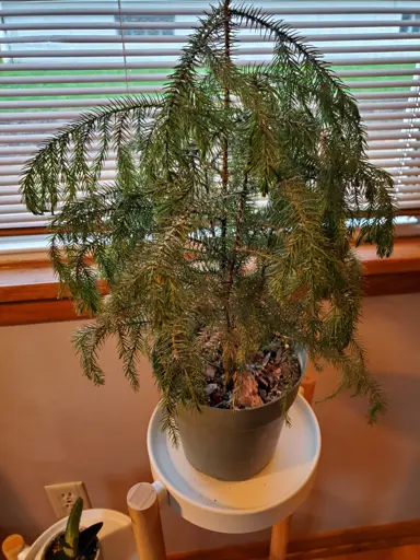 Common Indoor Issues.