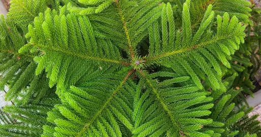 Norfolk Pine Questions.
