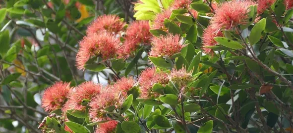 Northern Rata.