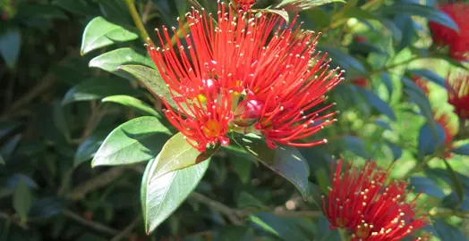 What Is The Difference Between Southern Rata And Northern Rata?