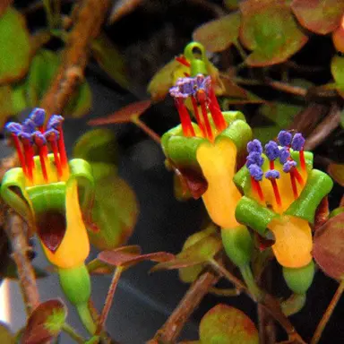 Is Fuchsia Procumbens NZ's Fuchsia?