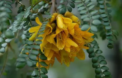 What is New Zealand's National Flower?