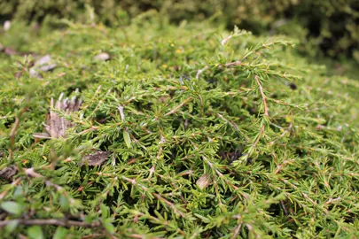 NZ Native Plants For Banks.