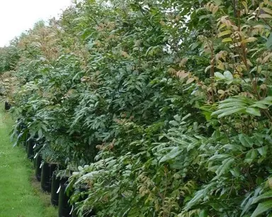 NZ Native Hedge For Pools.